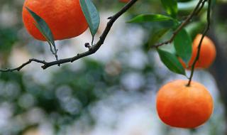 橘子红了主题曲 橘子红了主题曲