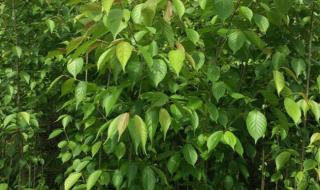 樱桃苗多少钱一棵 樱桃苗多少钱一棵